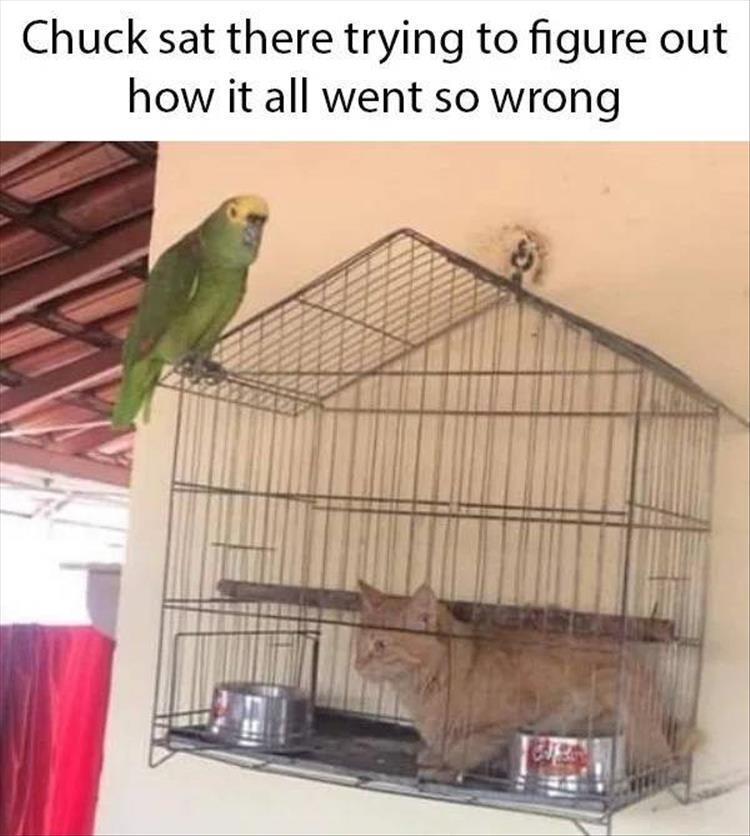 Top 34 Funny Animal Memes Of The Day 60D6Fb7630555