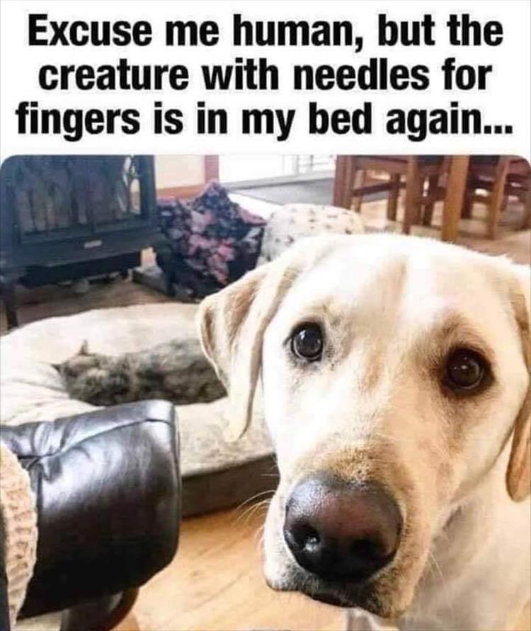 Top 34 Funny Animal Memes Of The Day 60D6Fb7741C50