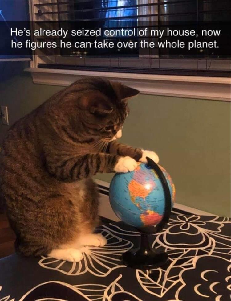 Top 34 Funny Animal Memes Of The Day 60D6Fb77Abae0