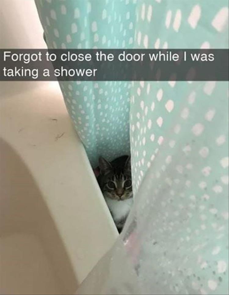 Top 34 Funny Animal Memes Of The Day 60D6Fb7821570