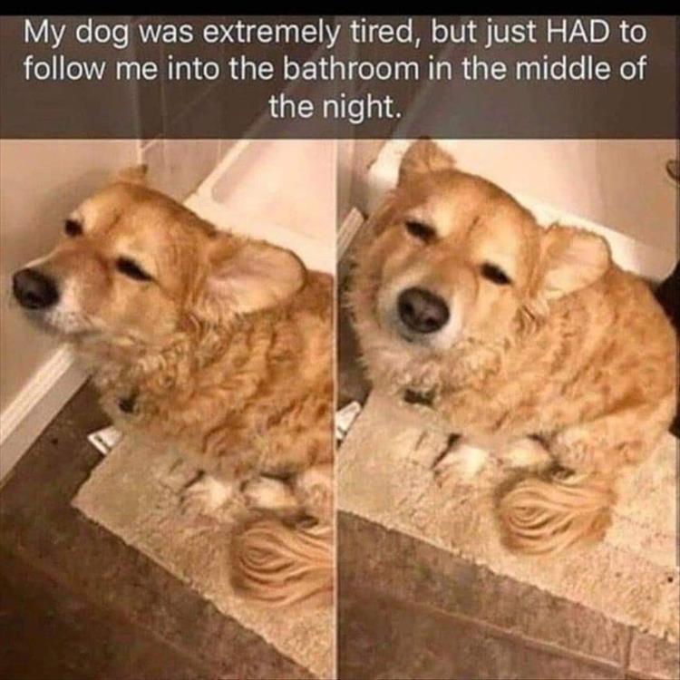 Top 34 Funny Animal Memes Of The Day 60D6Fb795A096
