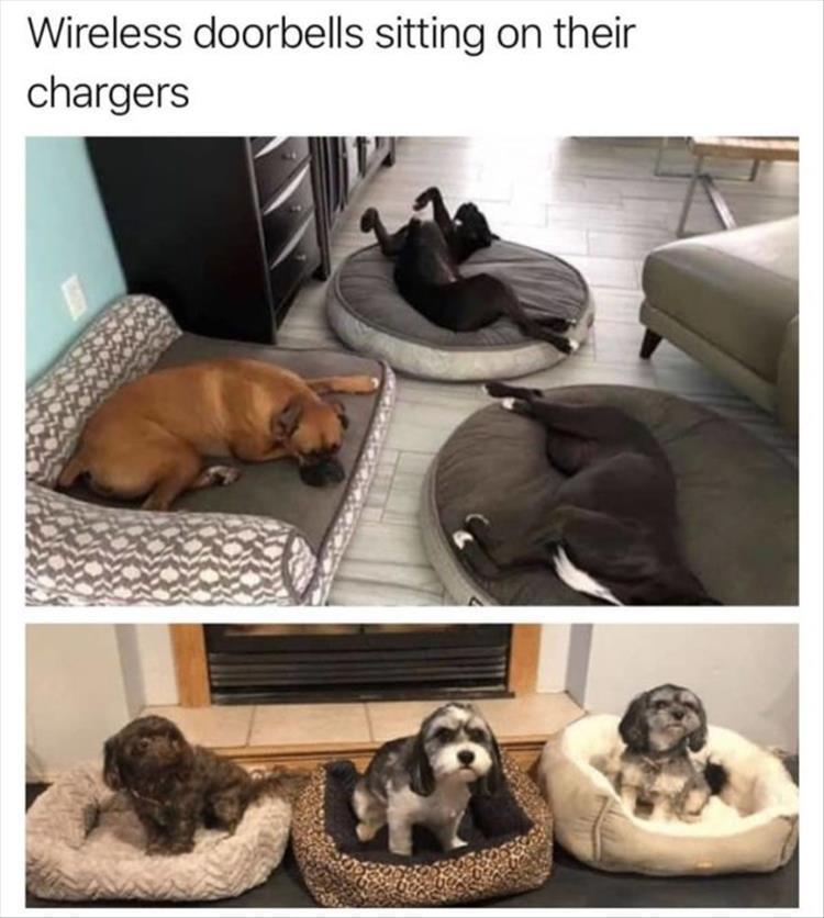 Top 34 Funny Animal Memes Of The Day 60D6Fb7A3E589