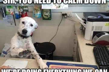 Top 34 Funny Animal Memes Of The Day 60D6Fb7B972A5