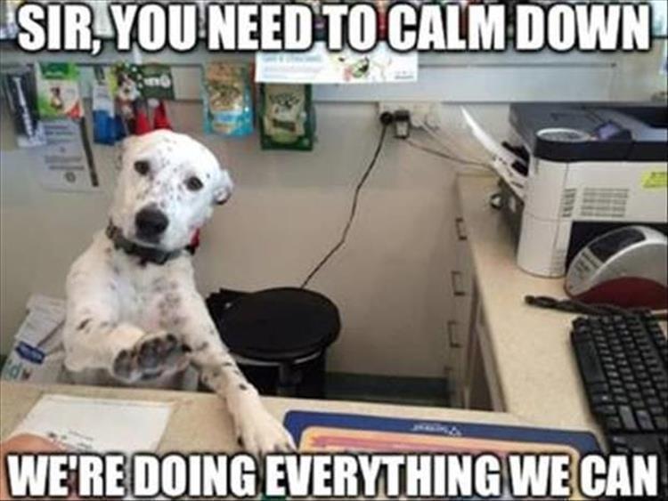 Top 34 Funny Animal Memes Of The Day 60D6Fb7B972A5