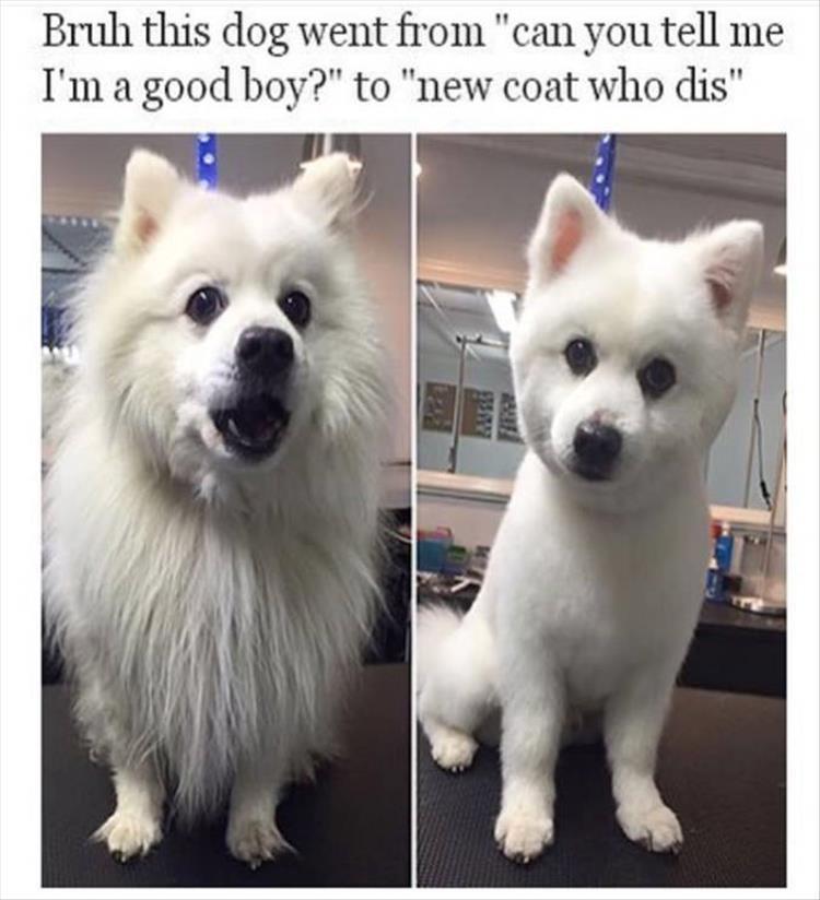 Top 34 Funny Animal Memes Of The Day 60D6Fb7Bdafae