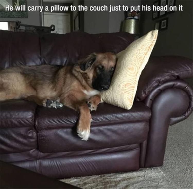 Top 34 Funny Animal Memes Of The Day 60D6Fb7C5315D