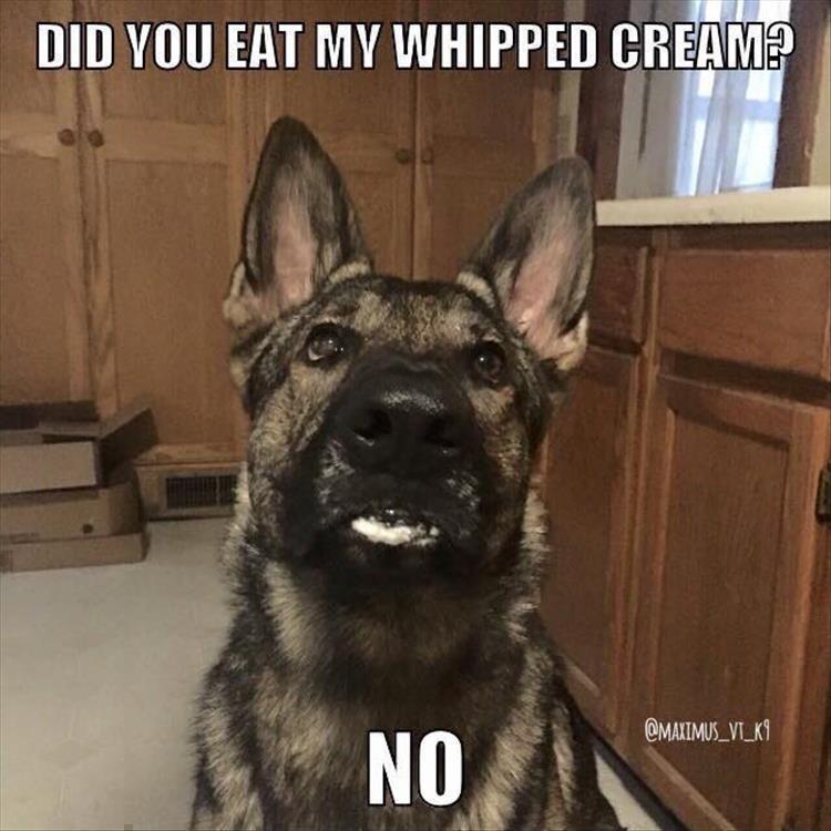Top 34 Funny Animal Memes Of The Day 60D6Fb7Cb62A5