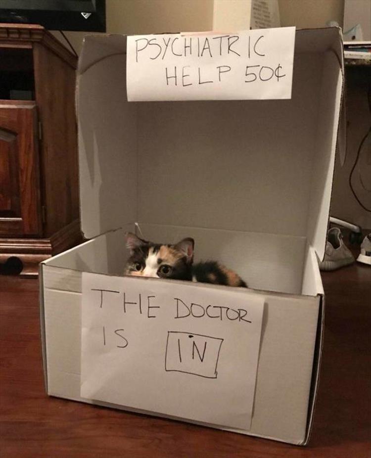 Top 34 Funny Animal Memes Of The Day 60D6Fb7D94Fe4