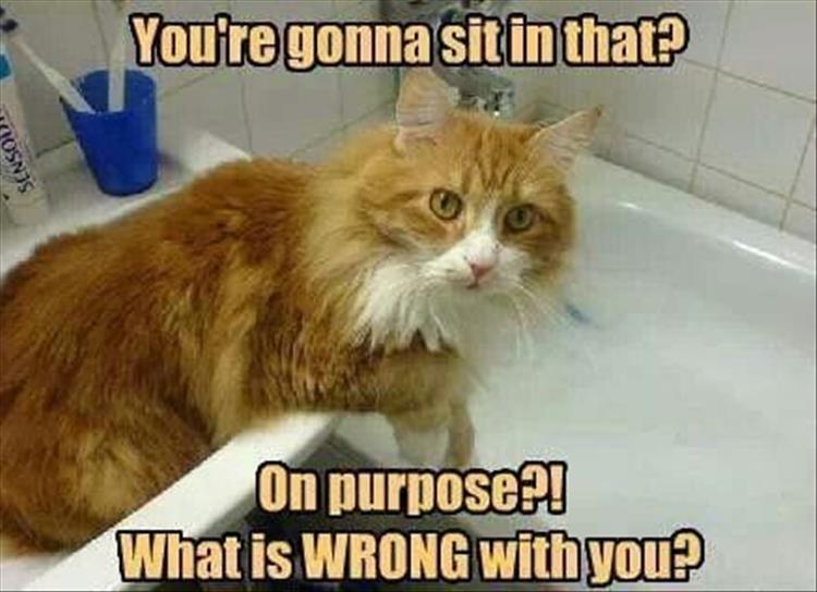 Top 34 Funny Animal Memes Of The Day 60D6Fb7E13907