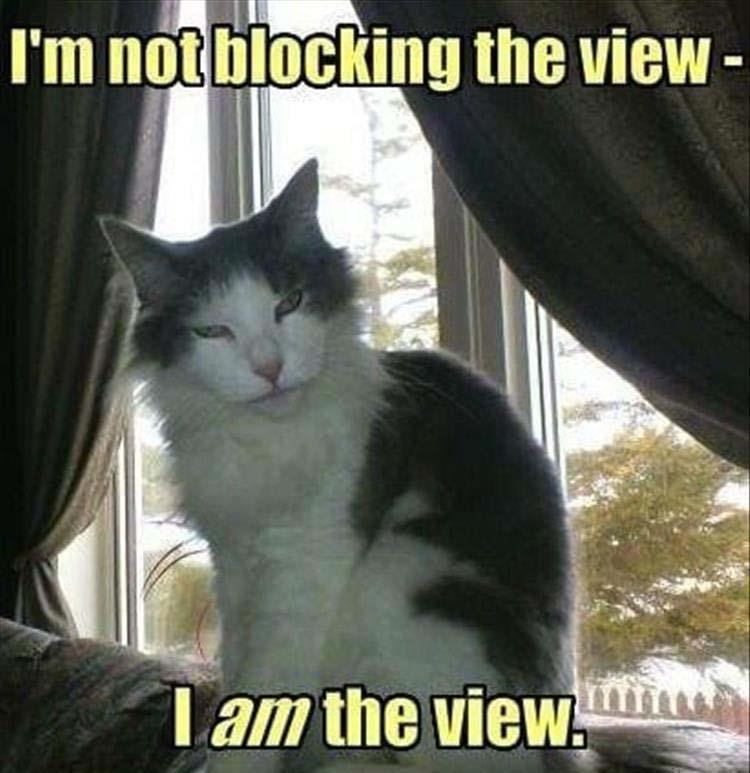 Top 34 Funny Animal Memes Of The Day 60D6Fb7E66A6A