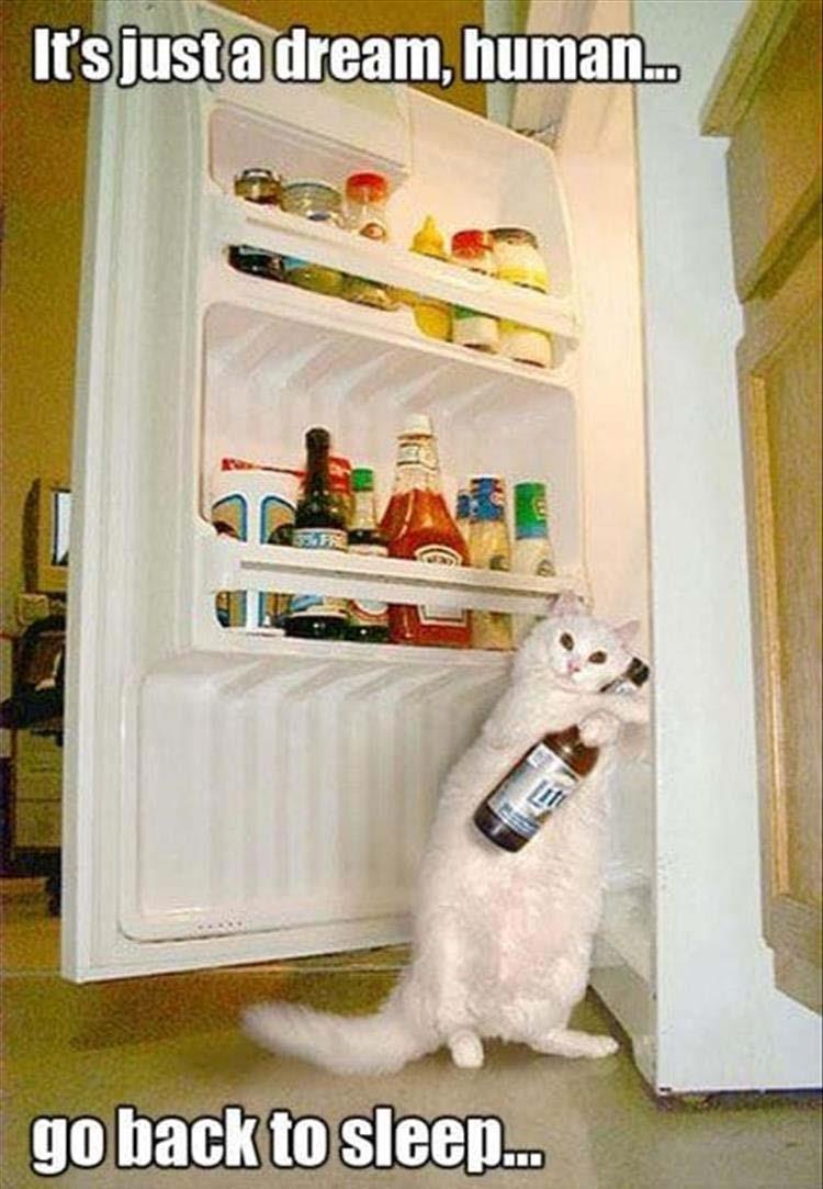 Top 34 Funny Animal Memes Of The Day 60D6Fb7Ed37Ba