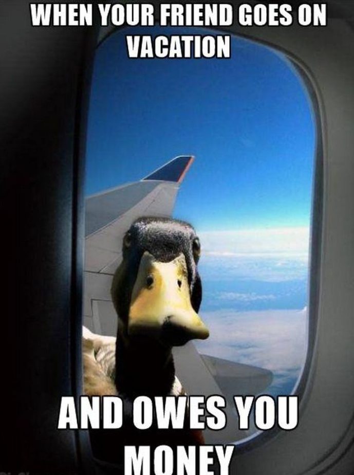 20 Of The Funniest Summer Holiday Pet Pictures