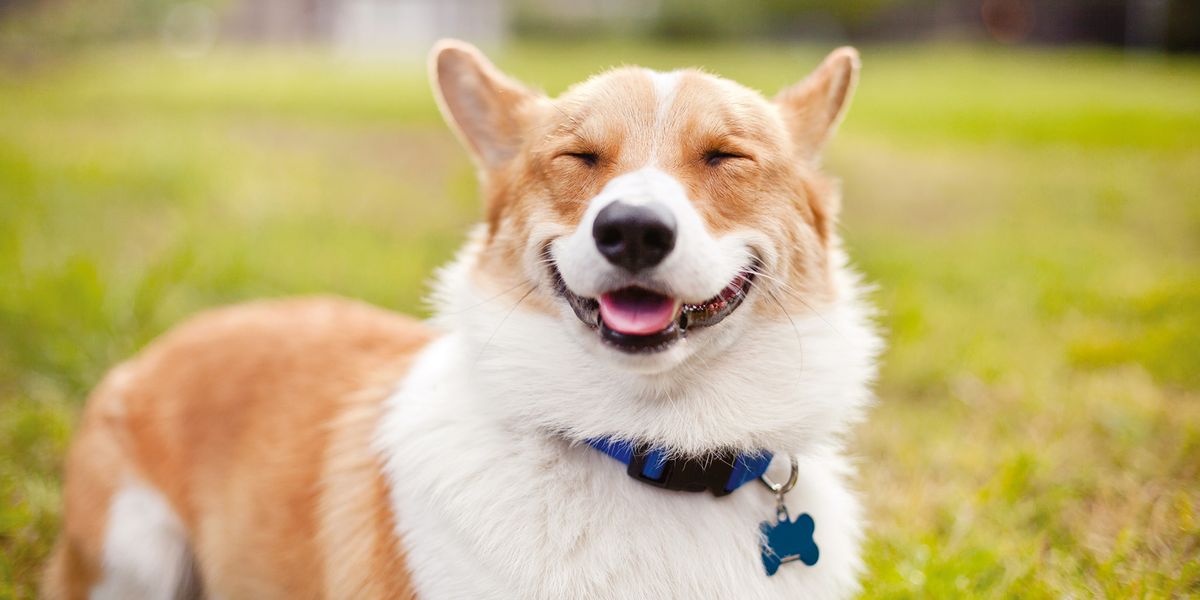 30 Of The Cutest Dogs To Brighten Up Your Day