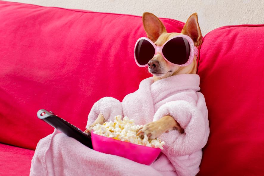 30 Of The Cutest Dogs To Brighten Up Your Day