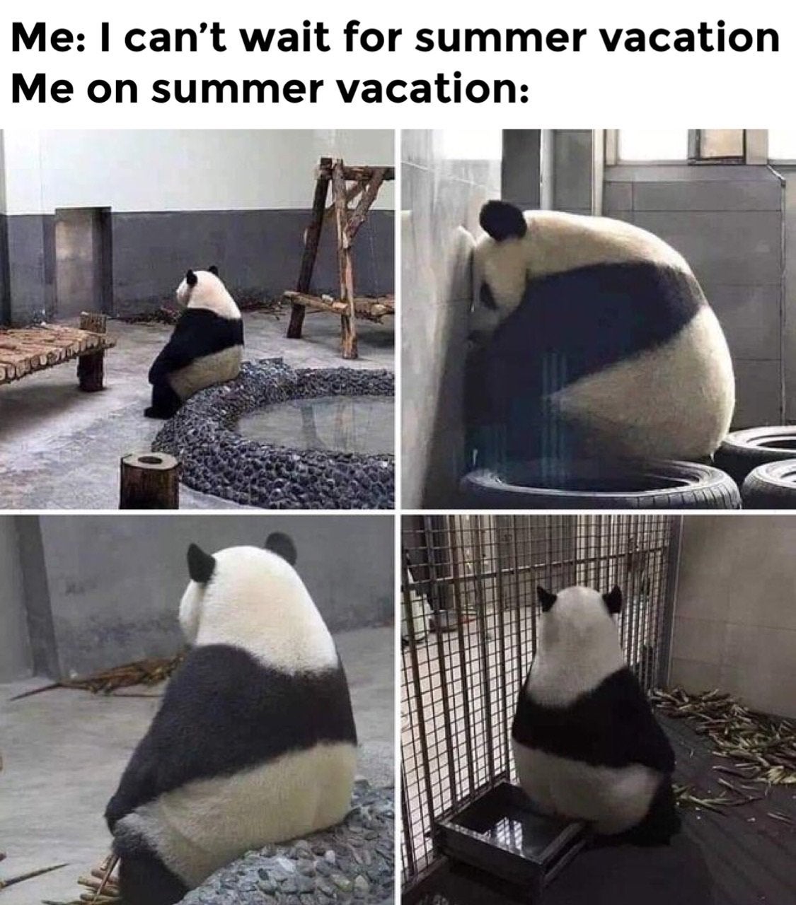 20 Of The Funniest Summer Holiday Pet Pictures