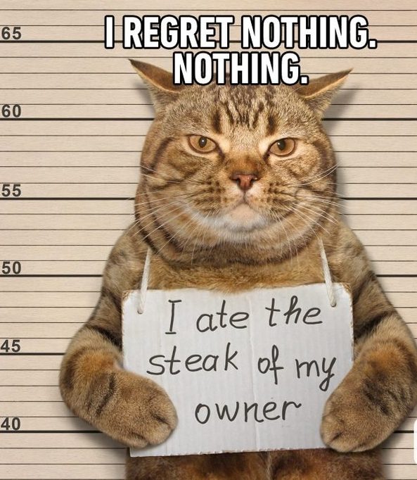 20 Cute Summer Cat Pictures To Share With Friends