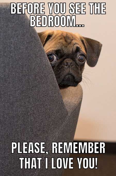 20 Cute And Funny Dog Memes For Pet Lovers