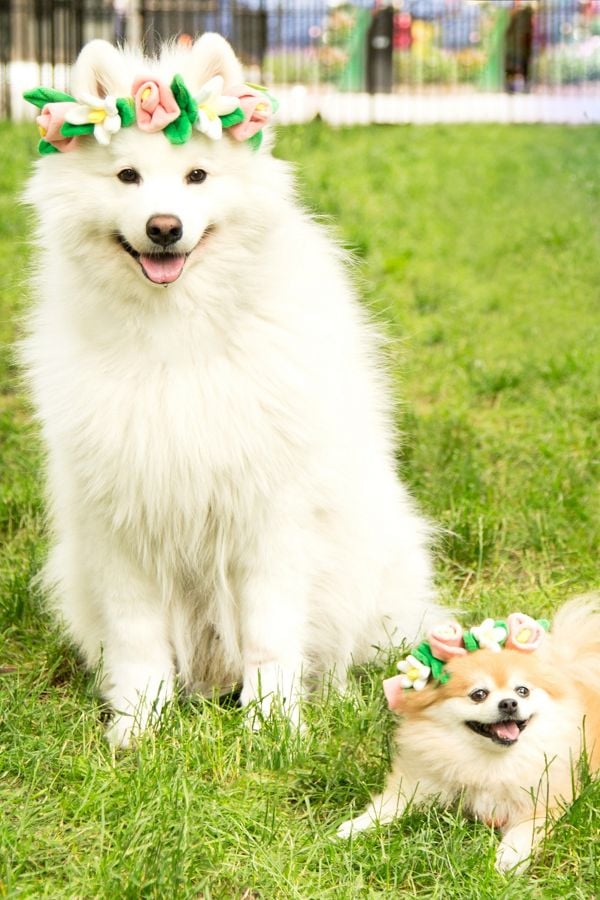 30 Of The Cutest Dogs To Brighten Up Your Day