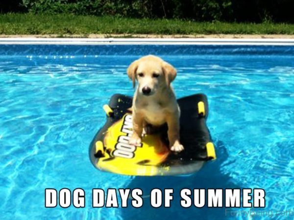 20 Of The Funniest Summer Holiday Pet Pictures