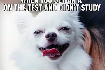15 Extremely Funny Pet Memes To Improve Your Day