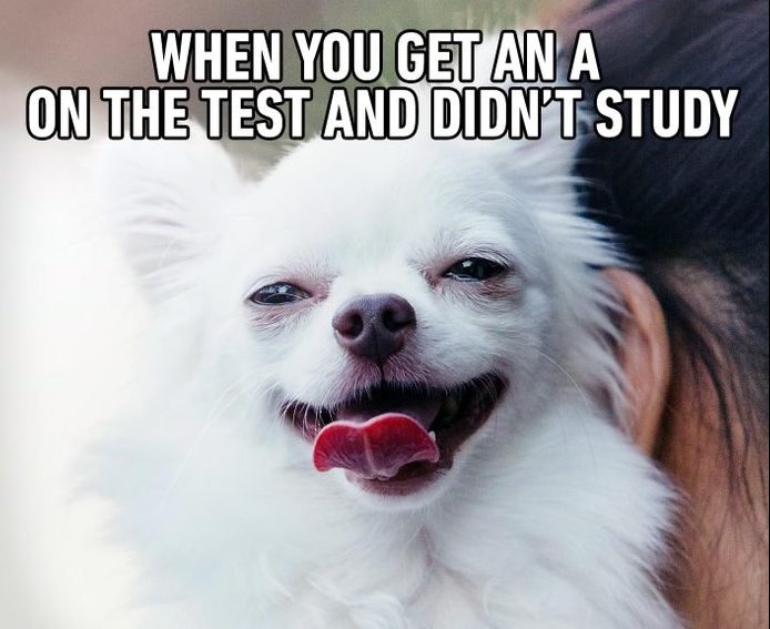 15 Extremely Funny Pet Memes To Improve Your Day