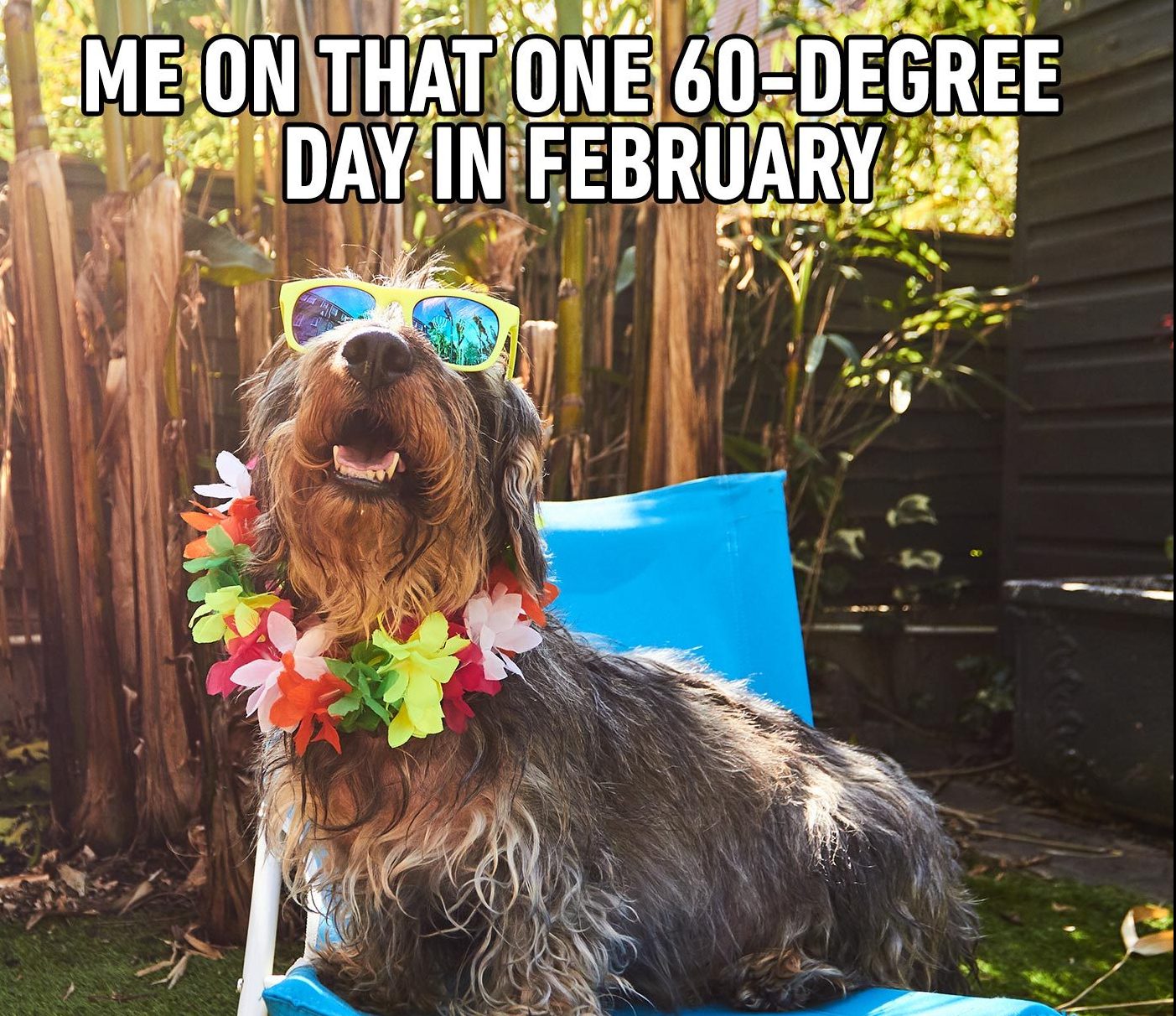 15 Extremely Funny Pet Memes To Improve Your Day