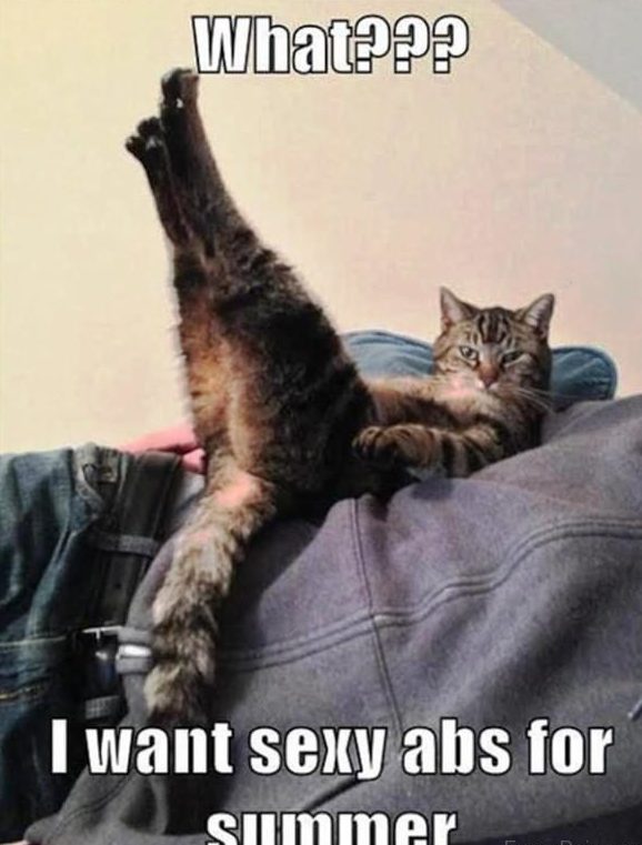 20 Of The Funniest Summer Holiday Pet Pictures