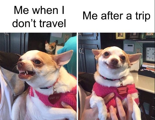 20 Of The Funniest Summer Holiday Pet Pictures