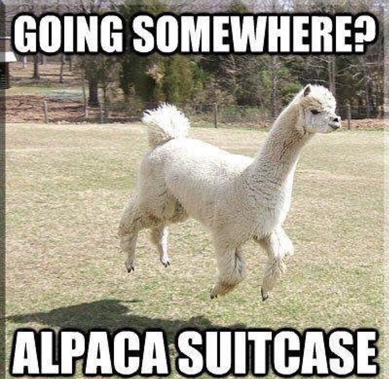 20 Of The Funniest Summer Holiday Pet Pictures