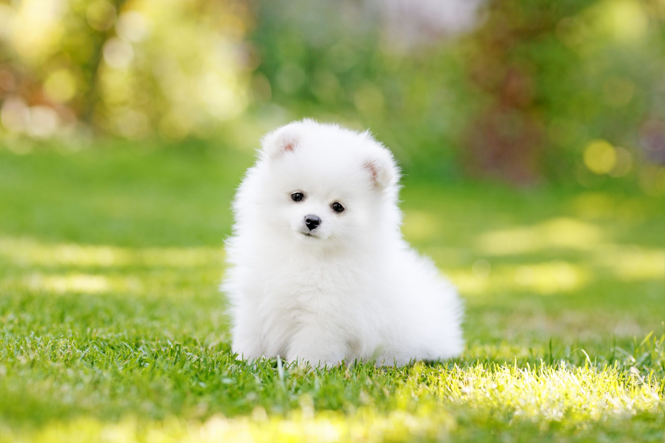 30 Of The Cutest Dogs To Brighten Up Your Day
