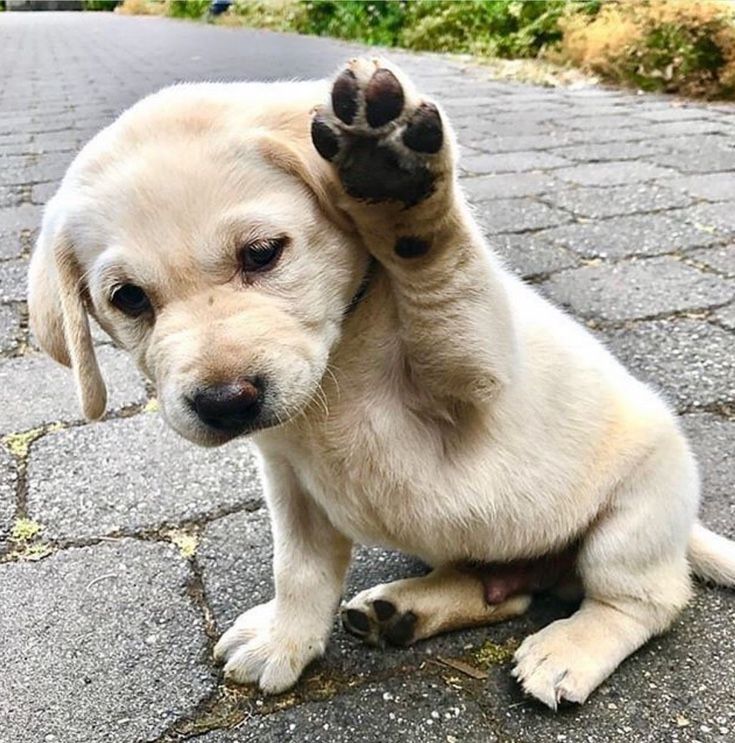 30 Of The Cutest Dogs To Brighten Up Your Day