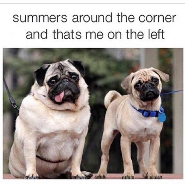 20 Of The Funniest Summer Holiday Pet Pictures
