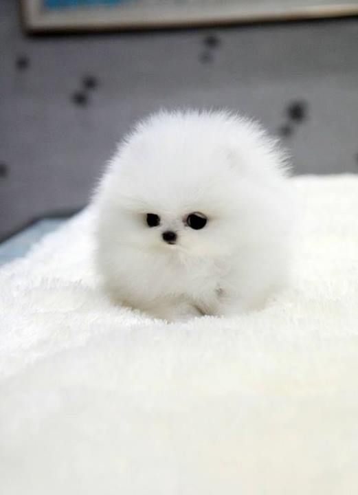 30 Of The Cutest Dogs To Brighten Up Your Day