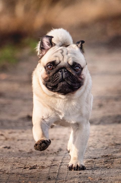 30 Of The Cutest Dogs To Brighten Up Your Day