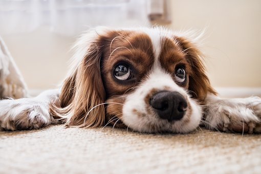 30 Of The Cutest Dogs To Brighten Up Your Day