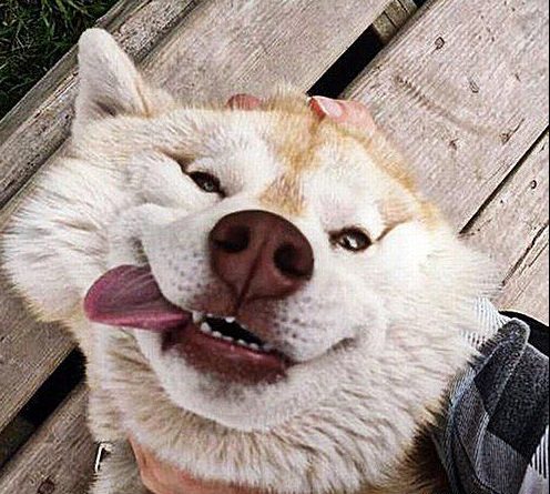 21 Extremely Funny Animal Pictures&Nbsp;