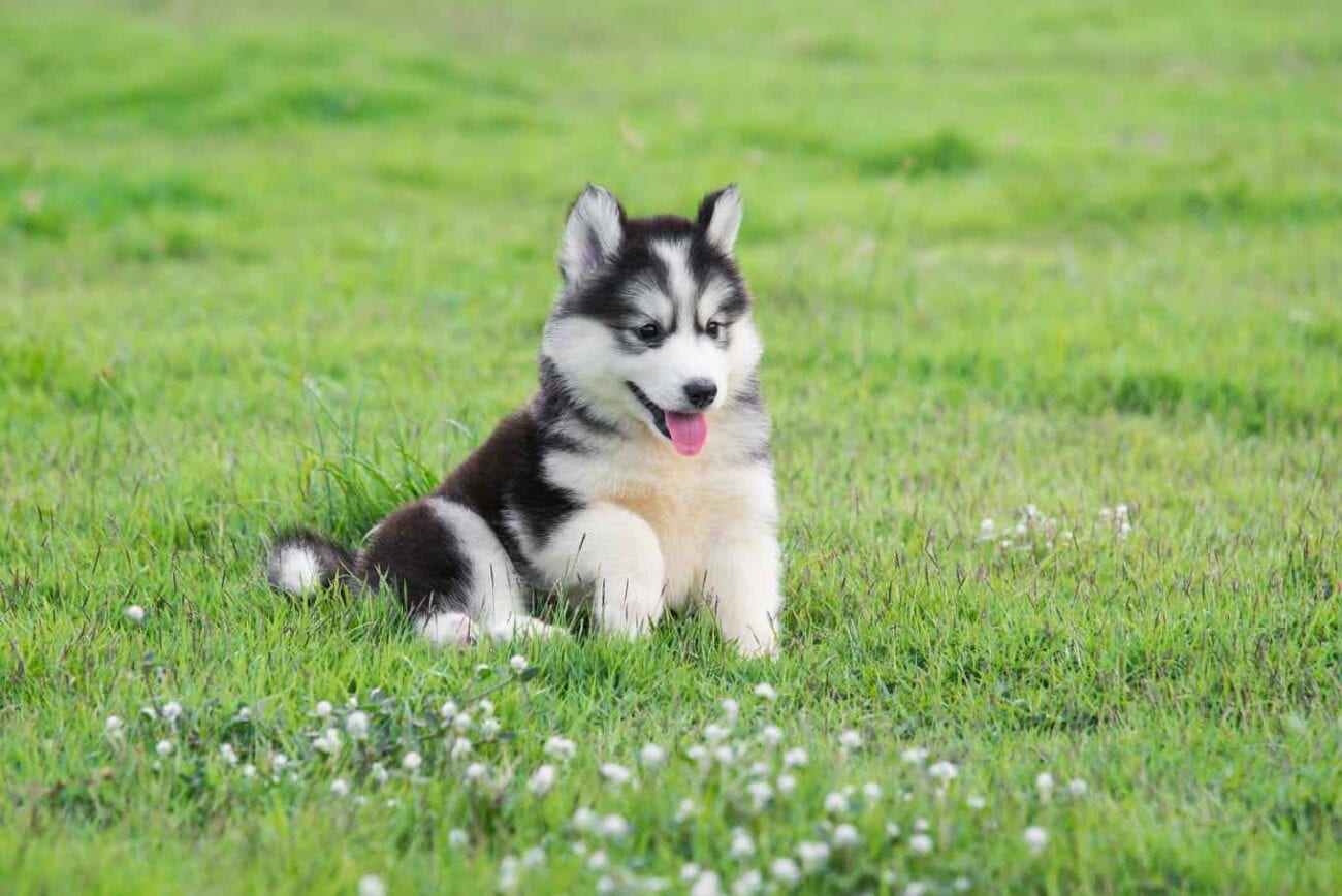 30 Of The Cutest Dogs To Brighten Up Your Day