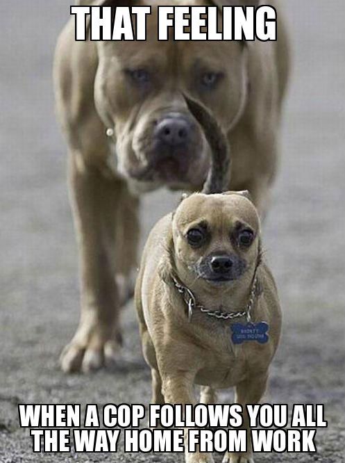 20 Cute And Funny Dog Memes For Pet Lovers