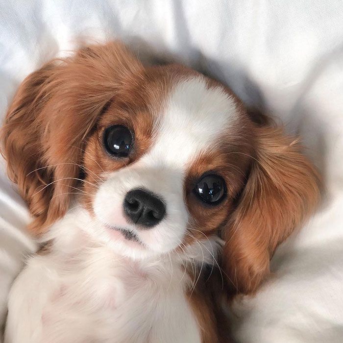 30 Of The Cutest Dogs To Brighten Up Your Day