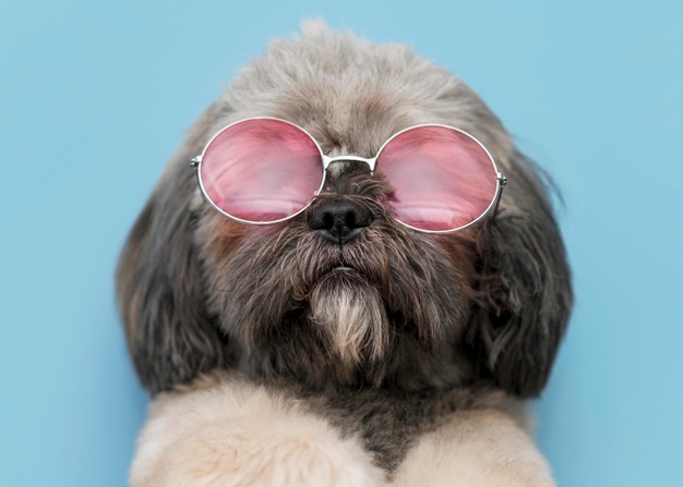 30 Of The Cutest Dogs To Brighten Up Your Day