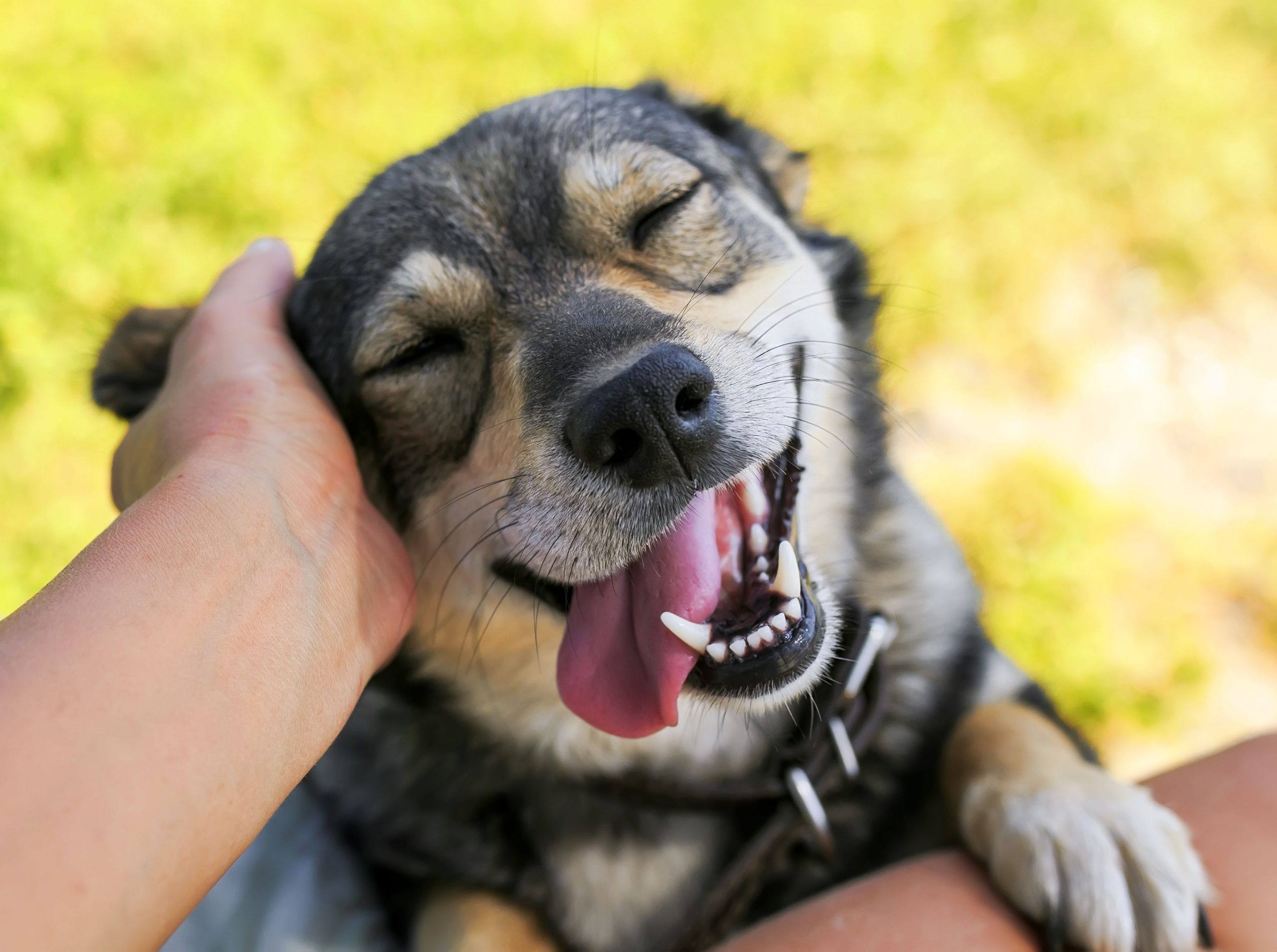 30 Of The Cutest Dogs To Brighten Up Your Day