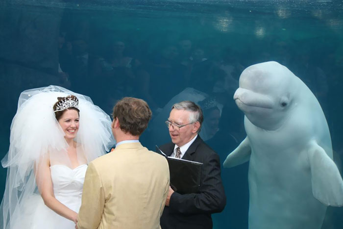 30 Awesome Photo Bombs 