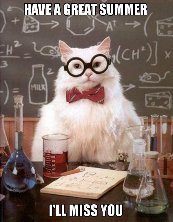 20 Cute Summer Cat Pictures To Share With Friends