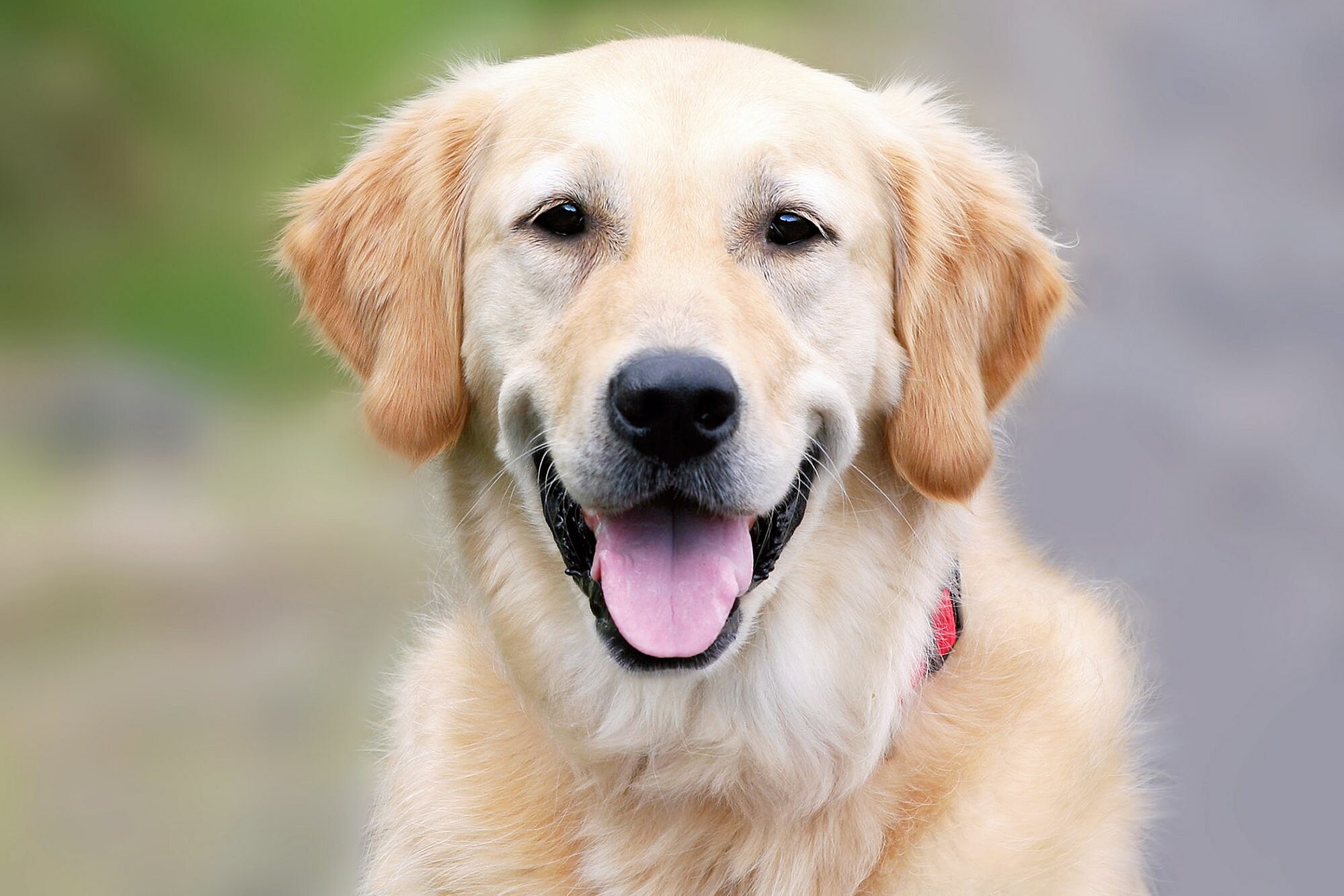 30 Of The Cutest Dogs To Brighten Up Your Day
