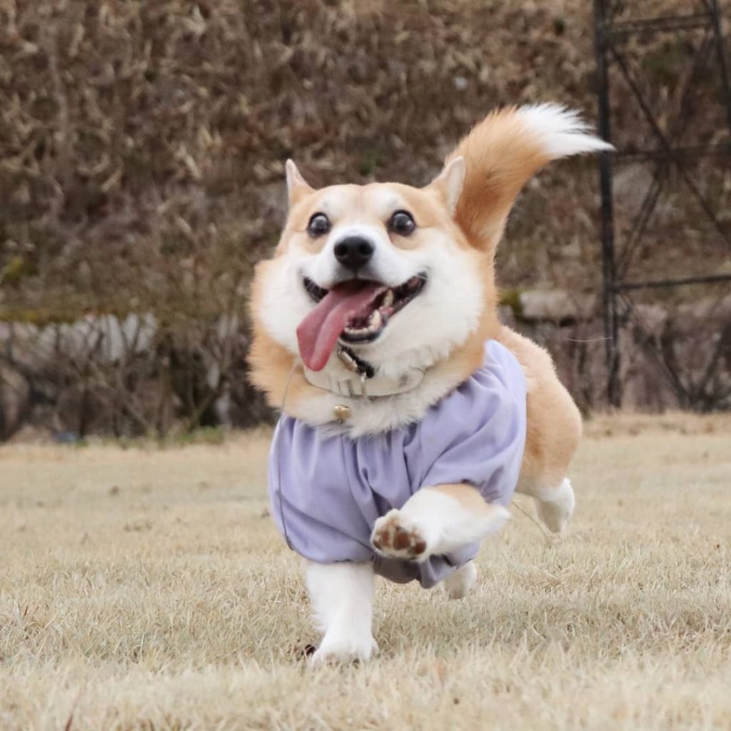 30 Of The Cutest Dogs To Brighten Up Your Day