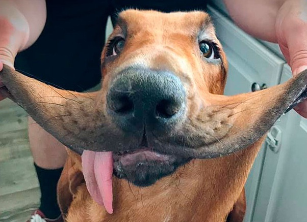 30 Of The Cutest Dogs To Brighten Up Your Day