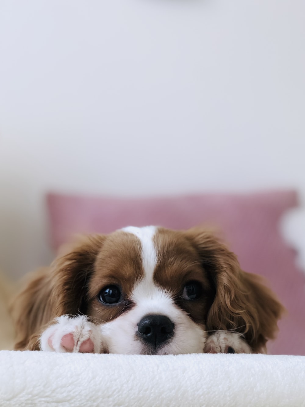 30 Of The Cutest Dogs To Brighten Up Your Day