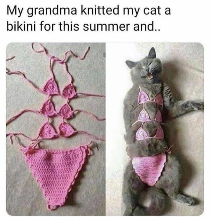 20 Cute Summer Cat Pictures To Share With Friends