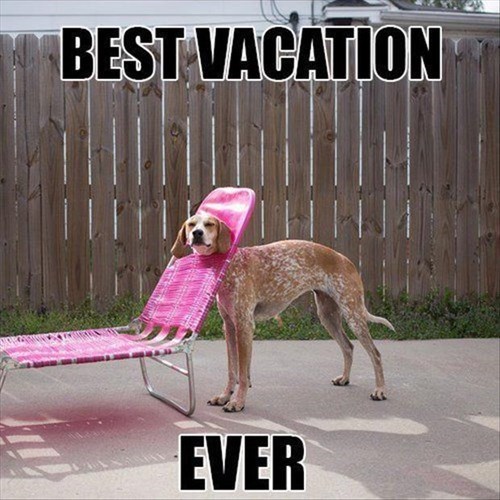 20 Of The Funniest Summer Holiday Pet Pictures