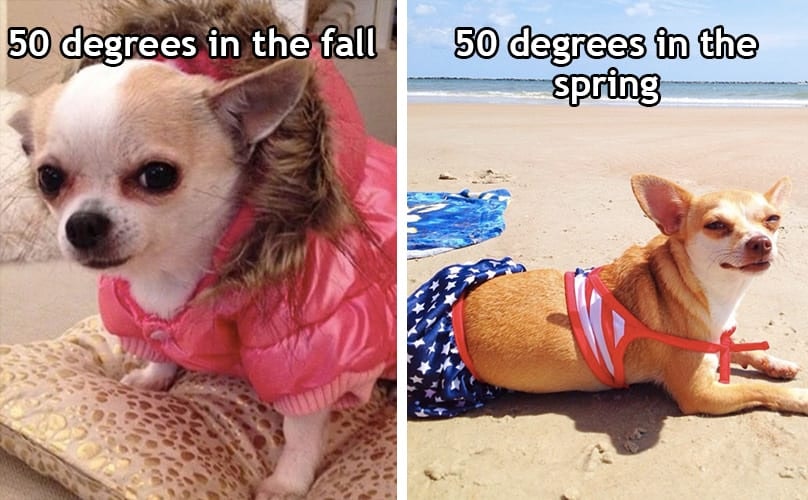 20 Of The Funniest Summer Holiday Pet Pictures